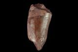 Bargain, Fossil Phytosaur Tooth - New Mexico #133342-1